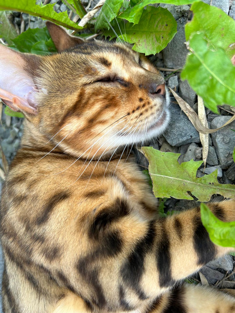 katze